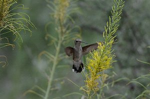 Hummingbird, Black-chinned, 2015-06059998 Albuquerque, NM